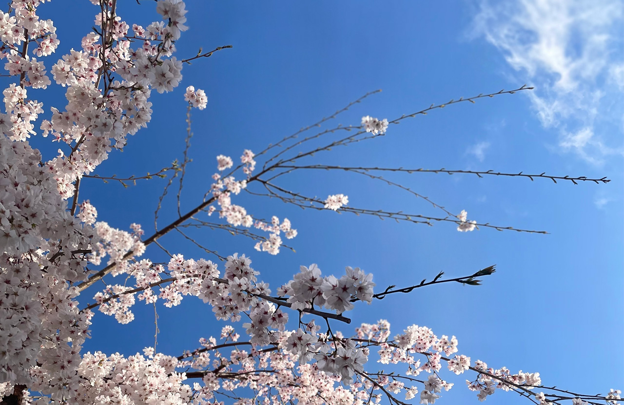 株式会社桜花研究所