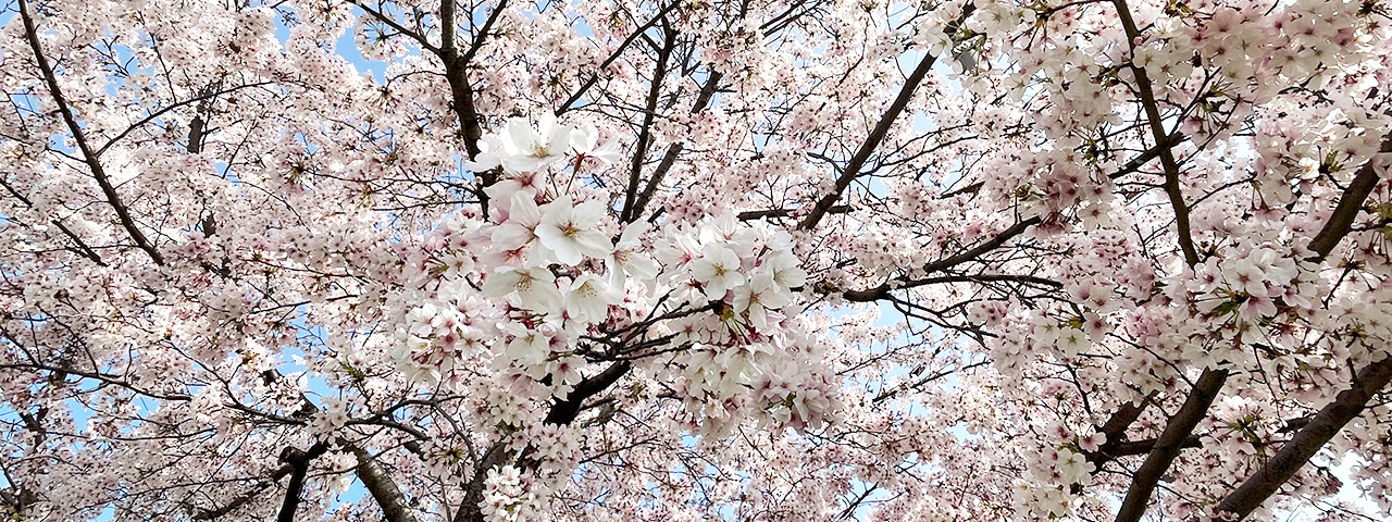 株式会社桜花研究所